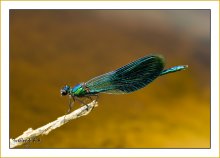 Dragonfly / ***