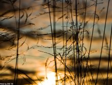 Dance of the evening wind / ***