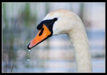 The Swan 2 / ***