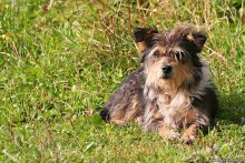 Once upon a shaggy dog / ***