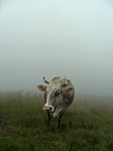 The fog is approaching ... / ***