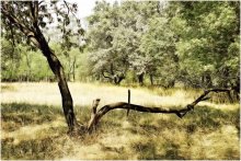 Forest Glade / ***