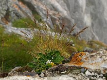 Alpenblumen. / ***