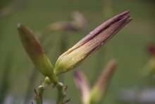 Orchid bud / ***