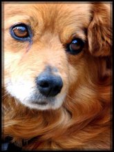 dog / .....