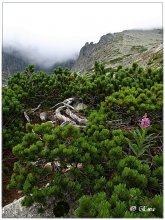 Die Schönheit der Tatra. / ***