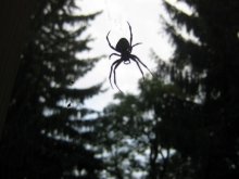 Spider / ***