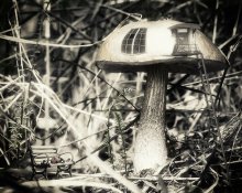 From the life of the mushroom people .. / ***