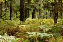 Forest 2 / -----