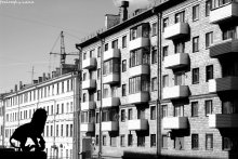 Escaped lion lost in the city / ...