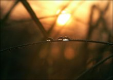 Tears of the summer / ***