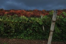 Herbst auf der Krim / ***