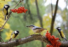 Nuthatch --- you got !..... / ***