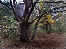 am Rande des Waldes Riesen / ***