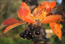 Schwarze Eberesche / ***