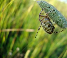 spider / ***