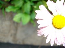 Flower =) / ***