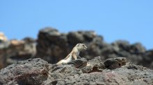 jerboa / ***