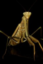 Mantis / ***