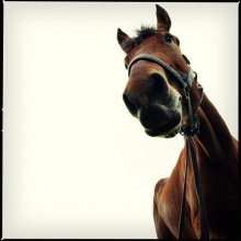 Horse / ------------
