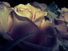 dew on the petals / ***