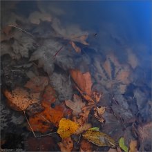 ...deep autumn / ***
