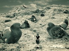 Pigeon Post / ***