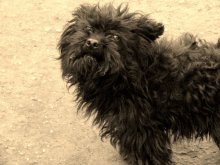 Mops / ***