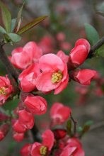 Japanese quince / ***