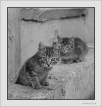 Stop! Who goes there? / ***