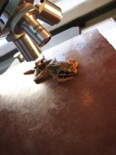 Natur und Wissenschaft / ***
