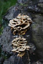 mushroom trip / ***