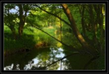 In forest / ***