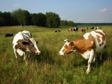 Kam und sagte: &quot;Hallo!&quot; / ***