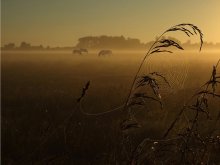Morning in a meadow ... / ***