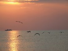 Sea / ***