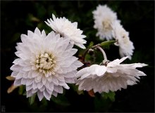 Chrysanthemen / ***