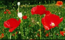 Poppies / ----