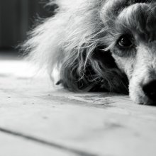 ... Manchmal ist es traurig ... / .....