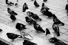 pigeons. / ***