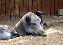 boar / ***