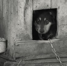 a dog's life / ***