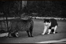 CHE! - Sorry you could hear. / ***