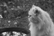 Janka / ***