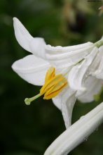 Lily / ***