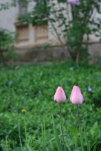 A couple of ... / ***