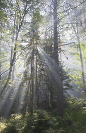 Morning in the forest / ***