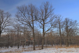 three tree / ***