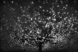 space / ***