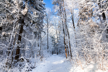 winters in the forest / ***